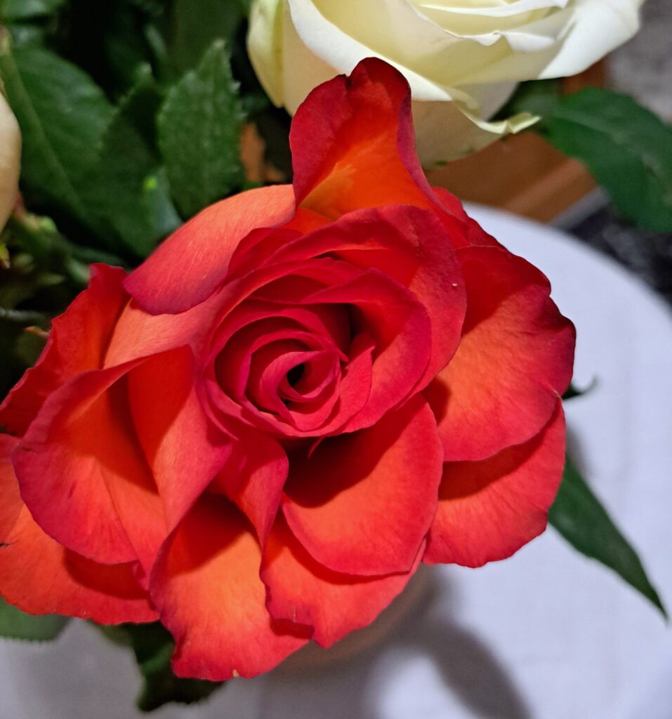 Jubelprofess in Fribourg 2025